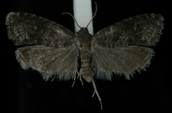 Endothenia pullana Endothenia pullana