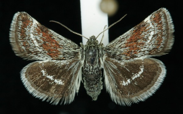 Atralata albofascialis Atralata albofascialis
