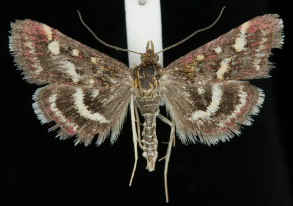 Pyrausta ostrinalis Pyrausta ostrinalis