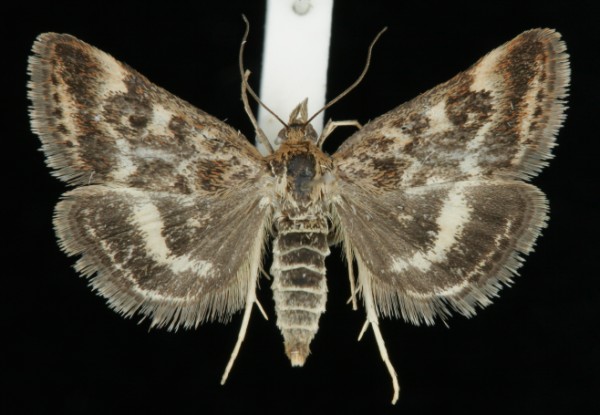 Pyrausta ostrinalis Pyrausta ostrinalis