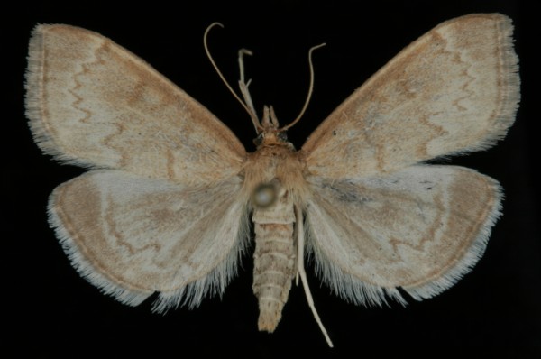 Anania fuscalis Anania fuscalis