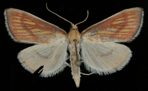 Nascia cilialis Nascia cilialis