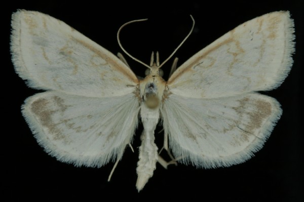 Udea lutealis Udea lutealis