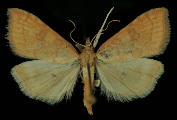 Udea fulvalis Udea fulvalis
