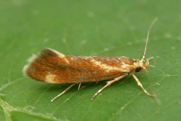 Metalampra cinnamomea Metalampra cinnamomea