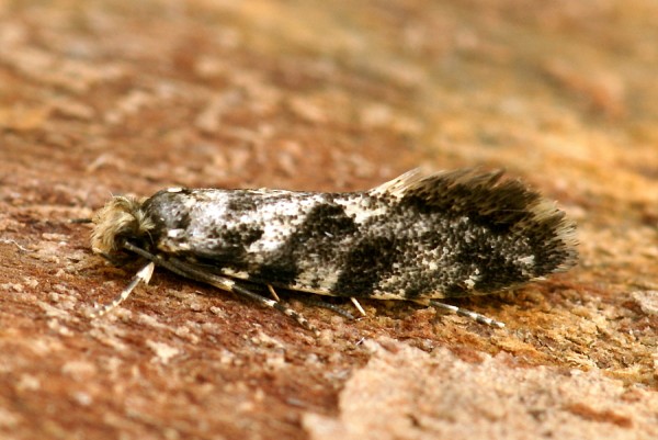 Nemapogon granella Nemapogon granella