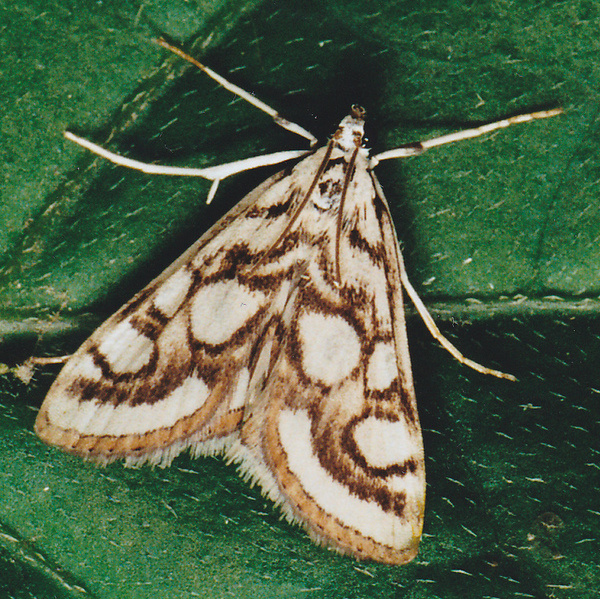 Nymphula nitidulata Nymphula nitidulata