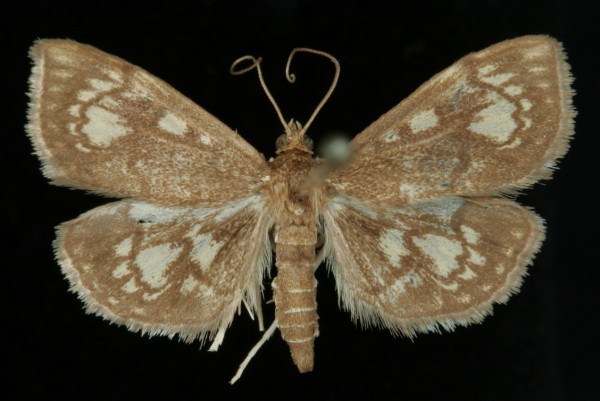 Anania stachydalis Anania stachydalis