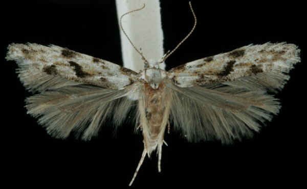 Stenolechia gemmella Stenolechia gemmella
