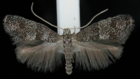 Tinagma perdicella Tinagma perdicella